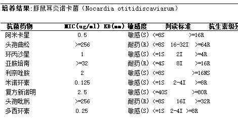 Antimicrobial susceptibility testing report for Nocardia otitidiscaviarum showing susceptibility to amikacin, ciprofloxacin, linezolid, minocycline, co-trimoxazole and doxycycline, and resistance to ceftriaxone, imipenem and cefepime